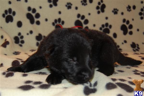 German Shepherd Puppies